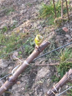 Champagne Alain NAVARRE - Springtime in the Vineyards