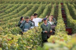 Champagne Alain NAVARRE - Harvest in Champagne