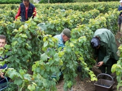 Champagne Alain NAVARRE - Harvest in Champagne