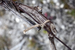 Champagne Alain NAVARRE - Tying the Vines