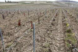 Champagne Alain NAVARRE - Winter in the Vineyards