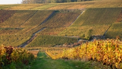 Champagne Alain NAVARRE - Autumn in the Vineyards