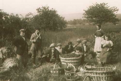 Champagne Alain NAVARRE - The harvest in 1950