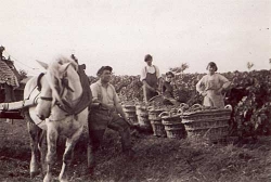 Champagne Alain NAVARRE - At the foot of the vines 1950