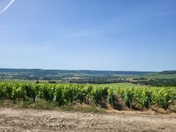 Champagne Alain NAVARRE - Managing Growth: Lifting and Trellising